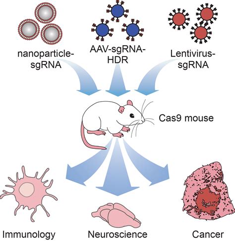 Cas9 Mouse Laboratory For Biological Engineering Eth Zurich