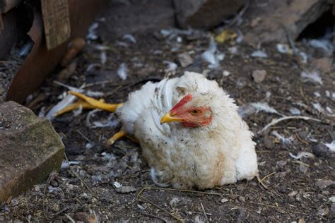 11 Common Chicken Diseases To Be Aware Of - Know Your Chickens