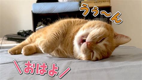 爆睡中の猫に「おはよう」と声をかけたときの反応が可愛すぎた！ Youtube