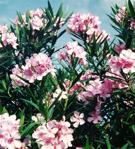 diagram diagram  oleander mydiagramonline