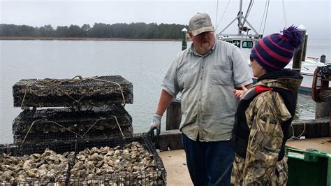 Water Cleaning Capacity Of Oysters Could Mean Extra Income For