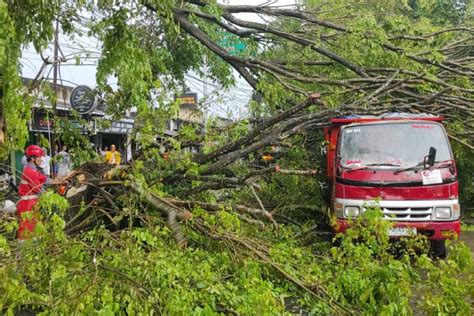 Cuaca Ekstrem Belasan Pohon Tumbang Timpa Rumah Hingga Tutup Akses Jalan