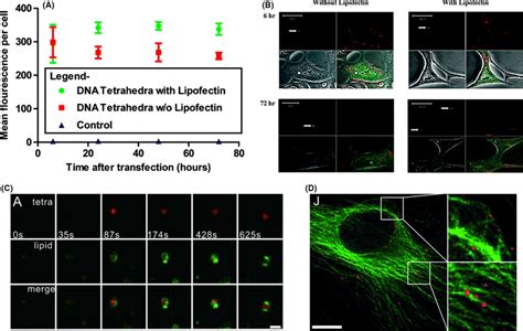 Cellular Uptake And Internalization Of Tetrahedral Dna Nanostructures Download Scientific