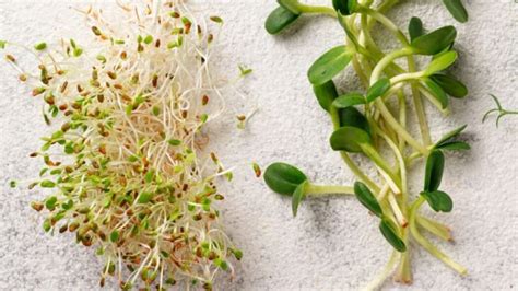 Sprouts vs Microgreens: What's the Difference and Which One is Best for ...