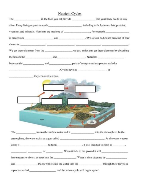 Nutrient Cycles Worksheet Answers Nutrient Cycles Worksheet