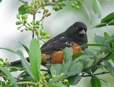 Birdnote Duet What Early Birds Are You Hearing So Far A Way To Garden