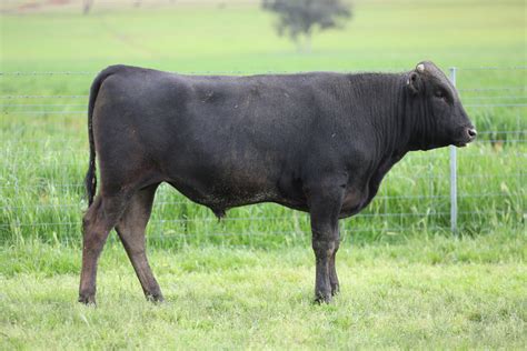 Lot Bonnie Doon Wagyu Wbdfs Auctionsplus