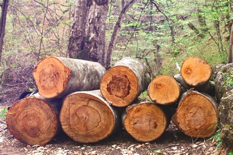 Cortar troncos de árboles apilados en el bosque Foto Premium