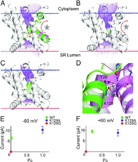 The Ion Conduction Pore Of Tric Channels A And B The Pore Lining