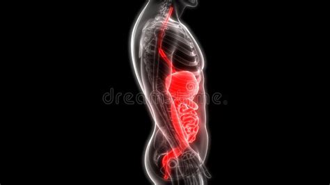 Anatomia Do Sistema Digestivo Dos Rg Os Do Corpo Humano Ilustra O