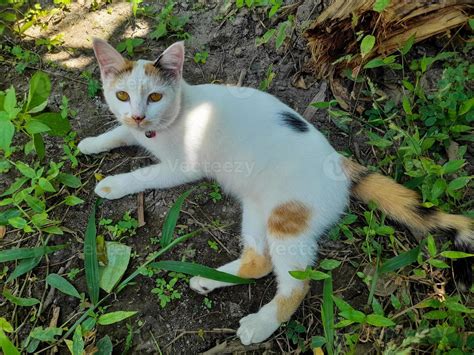 This white female cat is striped or commonly called a calico cat, the ...