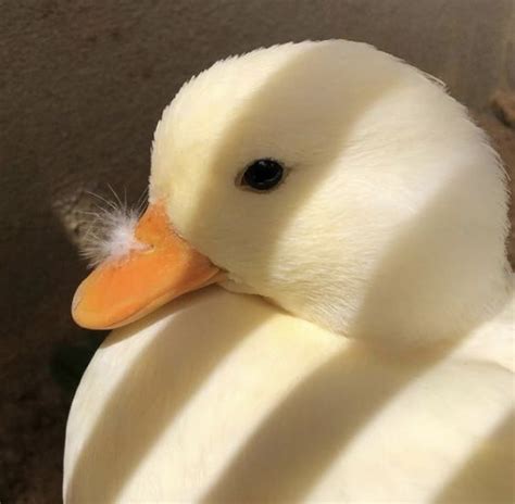 Quack Tastic Duck Facts Learn About These Feathery Friends 🦆 Animali