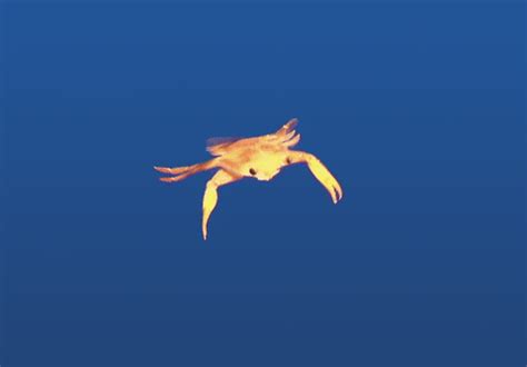 Swimming Crab GIF - Find & Share on GIPHY