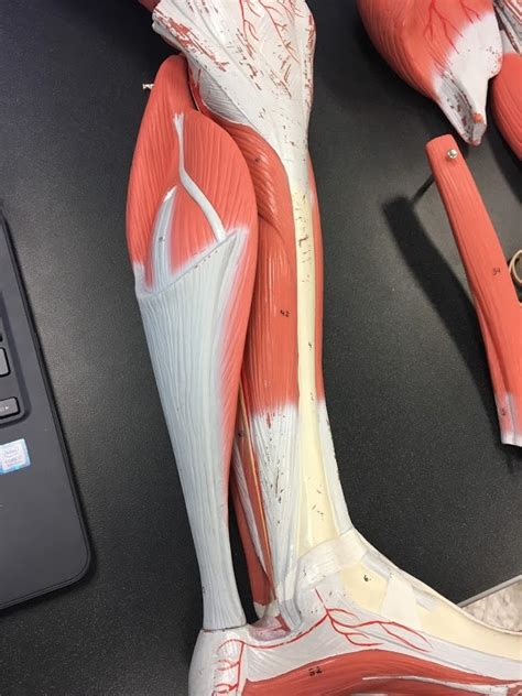 Lateral Lower Leg Identification Diagram Quizlet