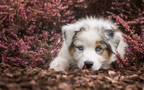 Download Wallpapers Aussie Little White Puppy Australian Shepherd