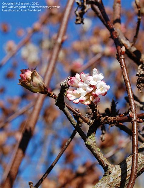 PlantFiles Pictures Viburnum Arrowwood Bodnant Viburnum Charles