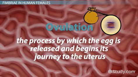 Fimbriae: Definition & Function - Video & Lesson Transcript | Study.com