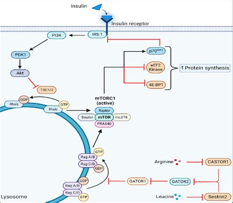 Activation Of MTORC1 By Growth Factors And Amino Acids Activation Of