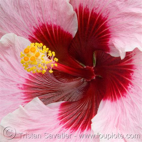 Pink Hibiscus Flower Hibiscus Rosa Sinensis