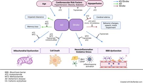 Frontiers Carbonic Anhydrases As Potential Targets Against