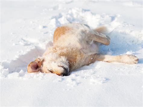 Keeping Dog Paws Clean And Healthy During Winter In St Paul Mn St