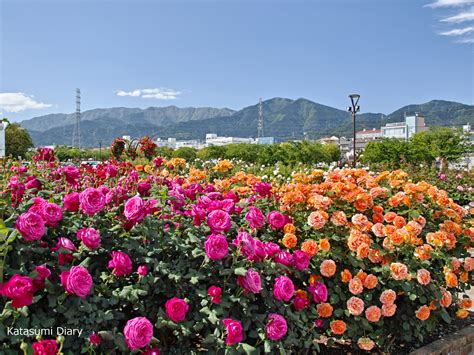 【花だより】2024年5月14日現在 春バラの開花状況 秦野カルチャーパークのバラ園 アクセスと駐車場 神奈川県秦野市 カタスミ日記