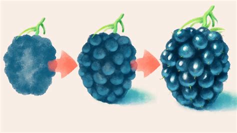 How To Draw Blackberry Fruit Step By Step Photoshop Drawing