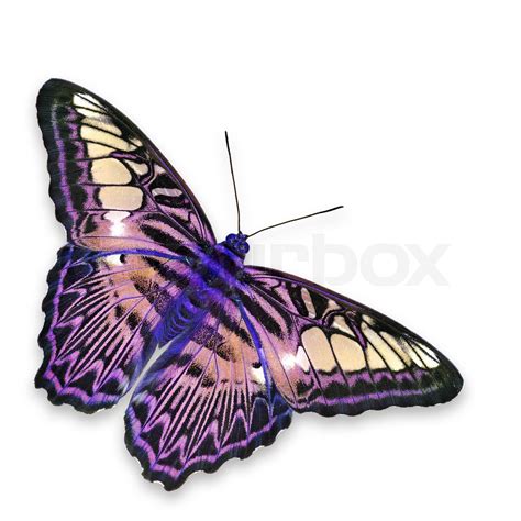 Bunter Schmetterling Stock Bild Colourbox