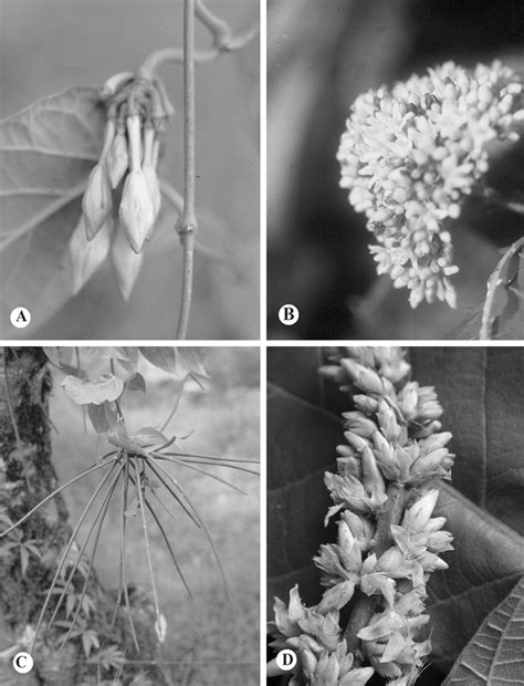 Fernaldia Y Forsteronia A Fernaldia Pandurata B C Forsteronia