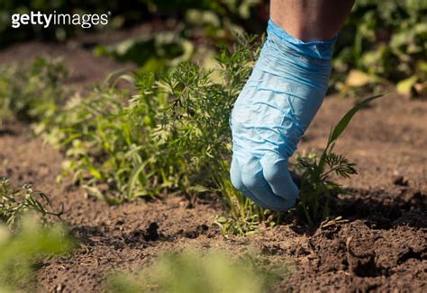 Female Hand In Glove Removing Weeds From Soil Un Garden And Working