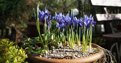 Весенние луковичные – фото, названия, советы по посадке и выращиванию ...