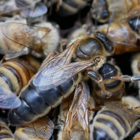 Caucasian Queen Bees