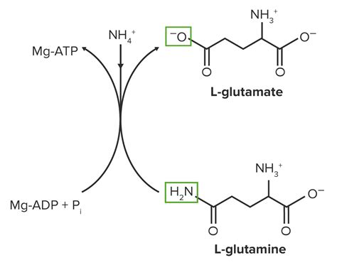 Synthesis Of Nonessential Amino Acids Concise Medical Knowledge