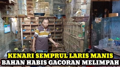 KENARI SEMPRUL LARIS MANIS HARGA BURUNG KENARI TERBARU DI PASAR