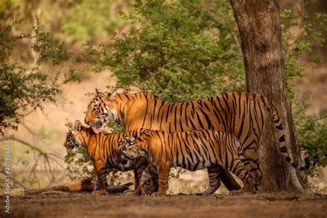 Amazing tiger in the nature habitat. Tigers pose during the golden light time. Wildlife scene ...