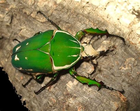 Giant African Flower Beetle Cétoine Géante d Afrique Mecynorrhina