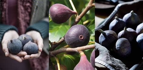 How To Harvest Figs Step By Step Homes And Gardens