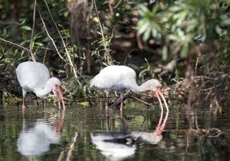 White Ibis Feeding In Greenfield Lake Park Wilmington Nc Stock Image