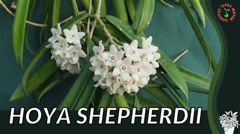 Hoya Shepherdii Information Growing Tips Youtube