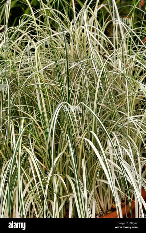 Carex Riparia Variegata Syn Carex Acuta Variegata Stock Photo Alamy