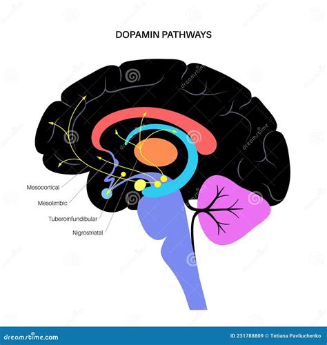 Concepto de ruta dopamina ilustración del vector Ilustración de