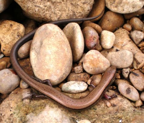 Ground Skink Native Texas