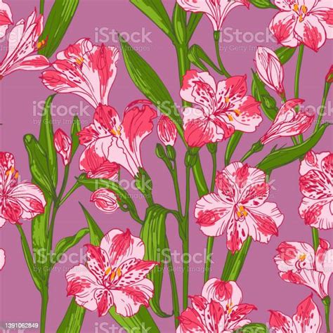 Vetores De Desenho Da Linha Vetorial Rosa Das Flores Alstroemeria