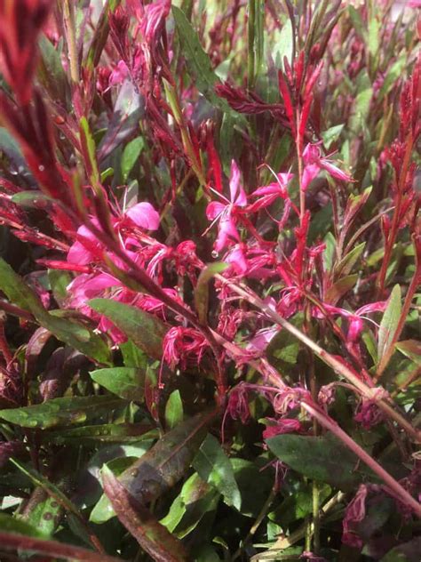 How To Propagate Gaura Lindheimeri Butterfly Bush Everydaywits