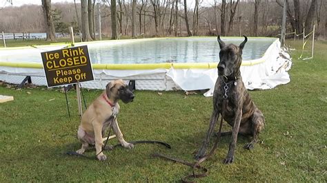 Finn The Great Dane Grows Up 20 Youtube