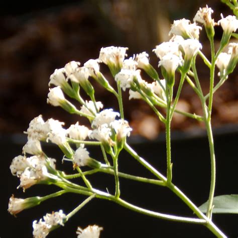 Hedgehog Plants And Gardens