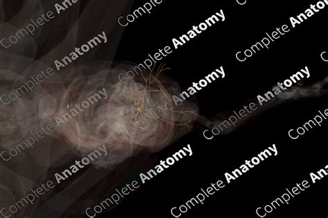 Cervical Plexus (Left) | Complete Anatomy