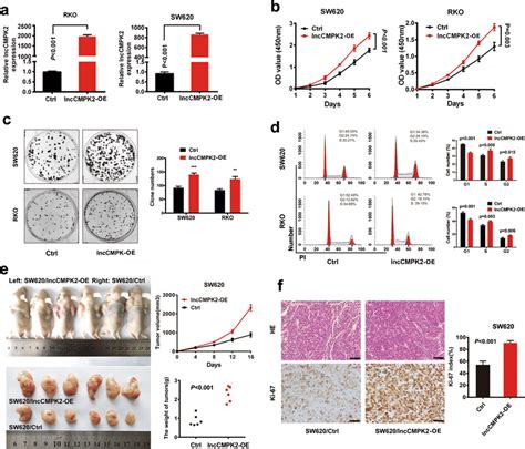 Overexpression Of Lnccmpk Promotes Crc Cells Proliferation A Real Time