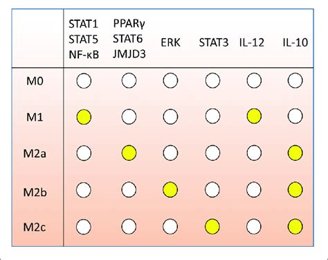 Gene Expression Markers Of Macrophage Polarization According To