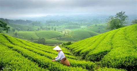 hanoi eco  ba vi national park wonders tea plantation klook